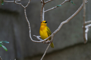 vibrant yellow taveta golden weaver is perched on a tree limb high above on a sunny day