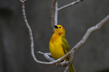 vibrant yellow taveta golden weaver is perched on a tree limb high above on a sunny day