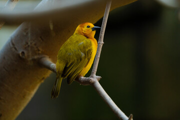vibrant yellow taveta golden weaver is perched on a tree limb high above on a sunny day