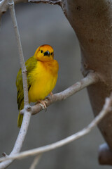 vibrant yellow taveta golden weaver is perched on a tree limb high above on a sunny day