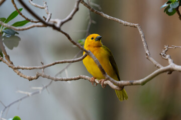 vibrant yellow taveta golden weaver is perched on a tree limb high above on a sunny day