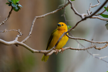 vibrant yellow taveta golden weaver is perched on a tree limb high above on a sunny day