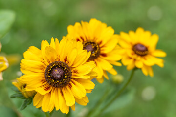 Bright yellow Rudbeckia hirta, commonly known as Black-eyed Susan, shine in the sunlight. The central dark disk contrasts beautifully with the golden petals.