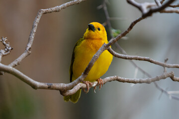 vibrant yellow taveta golden weaver is perched on a tree limb high above on a sunny day
