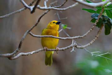 vibrant yellow taveta golden weaver is perched on a tree limb high above on a sunny day