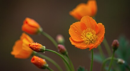 Poppy Dewdrops Orange petals glisten after rain with natures jewels.