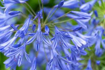 Agapanthus bloom cluster. A full umbel of Agapanthus africanus in blue dominates the frame, each...