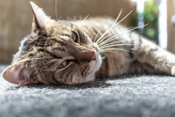 Cat lying relaxed on its side