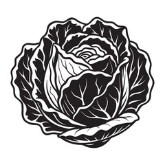 Obraz premium Detailed black and white silhouette illustration of a fresh cabbage