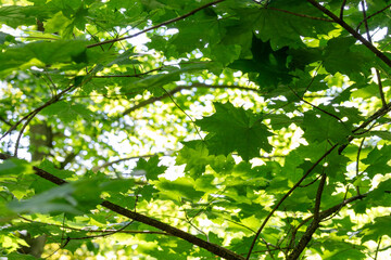 Maple tree leaves - Green leaves