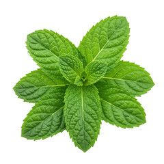 Fresh, vibrant green mint leaves with intricate textures and serrated edges, clustered and isolated on a pristine, transparent studio background with shadowless diffused lighting, macro