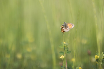 Butterfly on a dried flower with soft bokeh