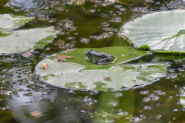 Frog on water lily leaf. A green frog sits calmly on a floating lily pad in a pond. The water...