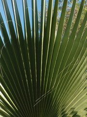 palm tree leaves