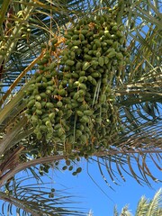 Green dates on palm trees against blue sky