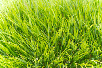 Japanese Blood Grass side view. The slanting blades of grass form a dense, dynamic structure. Their...