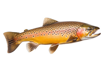 Fototapeta premium trout isolated on transparent or white background, png