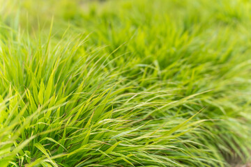 Japanese blood grass blurred background. The sharp blades of grass in the foreground stand out...