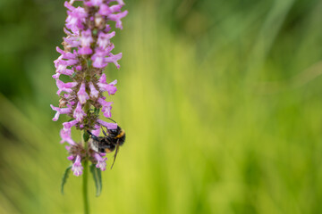 Bumblebee hanging upside down on fragrant nettle. A bumblebee hangs upside down on the flower of a...