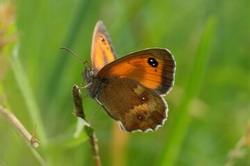 Low-angle closeup on a vibrant colored Gatekeeper or hedge brown butterfly, Pyronia tithonus with open wings