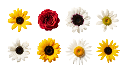 Vibrant collection of fresh garden flowers bright sunflowers, white daisies, and a red rose, isolated on a white background, showcasing natural diversity and beauty