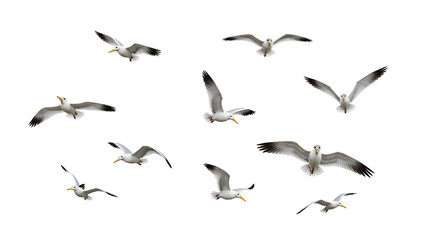 Fototapeta premium White gulls in flight isolated on white background, a flock of sea birds soaring through the sky, representing freedom, travel, and nature's beauty