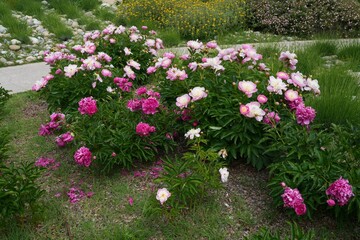 Pink peony flowers growing in the garden