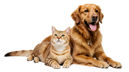 Showcasing an adorable friendship, a beautiful tabby cat and a happy golden retriever dog are lying down together peacefully, isolated on a clean white background.