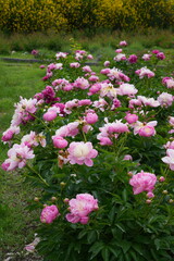 Pink peony flowers growing in the garden