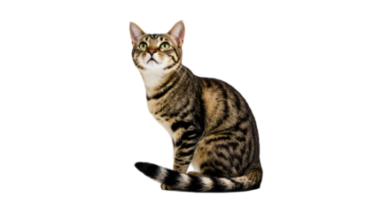 Elegant Striped Tabby Cat with Striking Green Eyes Sitting Against a Clean White Background, showcasing its sleek physique and alert expression