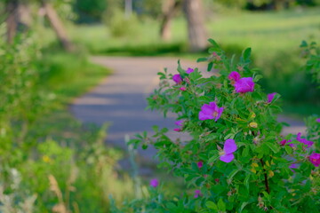 pink flowers in a field, Flower path, nature, wildflower