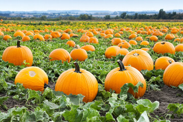 Vibrant pumpkin patch on a sunny day