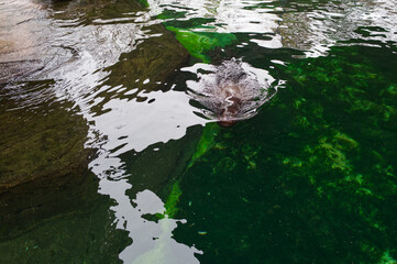 Green water andwhite light reflections as abstrct backdrop