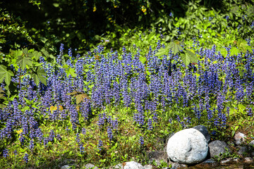 Bluebells in a wild flower field