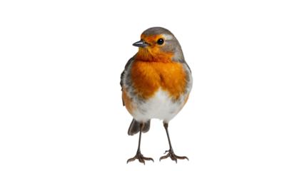 A charismatic European Robin displaying its distinctive orange-red breast, elegant posture, and detailed plumage, captured perfectly against a bright white background