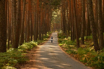 forest, path, sunlight, Guadarrama mountain range, Madrid