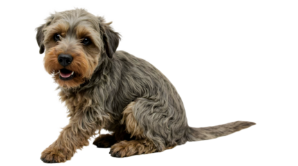 Portrait of a charming and curious scruffy-haired terrier sitting and looking at the camera, a loyal companion isolated on a plain white studio background