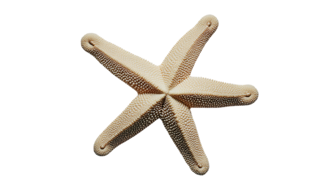 The simple beauty and geometric perfection of a single dried starfish, an iconic symbol of the ocean and beach life, isolated on a pure white background