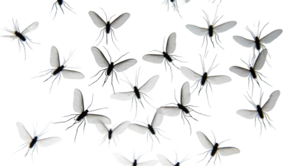 A Swarm of Delicate Insects, Mosquitoes, Midges, or Gnats, Scattered Across a White Background, Captured in a Studio Setting