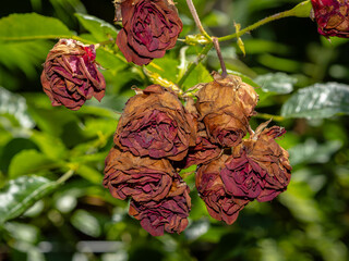 Verwelkte rote Rosen im Garten