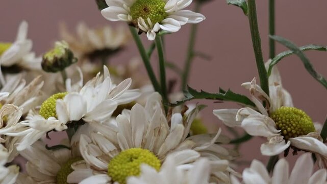 Un primer plano de una planta citronela de manzanilla de con flores blancas en un jard&iacute;n