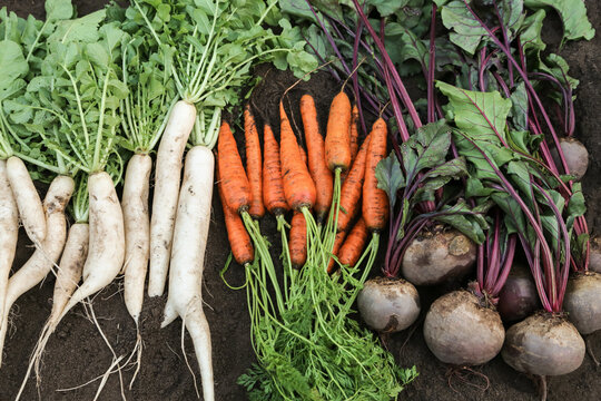 Root vegetables autumn harvest in garden. Fresh autumnal raw daikon white radish, carrot and beetroot on soil ground in garden close up