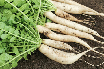 Daikon white radish on soil ground in garden. Harvesting bunch of organic dirty daikon radishes...