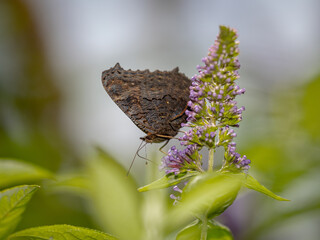 Dark butterfly resting on a purple flower in a garden