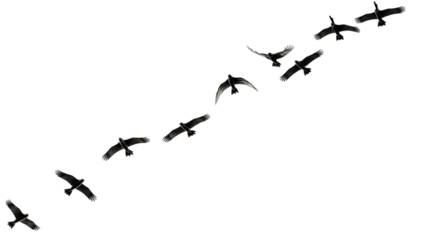 Silhouette of a flock of birds in flight, soaring through the sky in a diagonal line, creating a dynamic and elegant visual composition. Perfect for nature, wildlife, freedom, and travel themes.