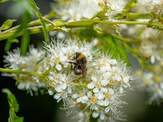 Hummel auf weißen Blüten im Sommer