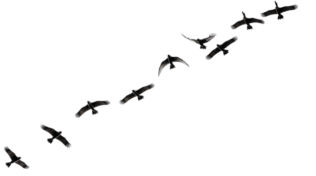 Silhouette of a flock of birds in flight, soaring through the sky in a diagonal line, creating a dynamic and elegant visual composition. Perfect for nature, wildlife, freedom, and travel themes.