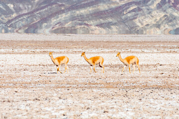 Vicuñas in their natural habitat, gracefully walking across the vast, white plains of Salar del Hombre Muerto. Capturing the resilience of desert wildlife in Argentina.