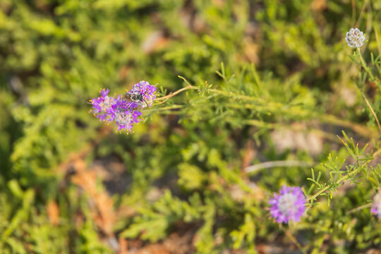 Bee on a purple wildflower