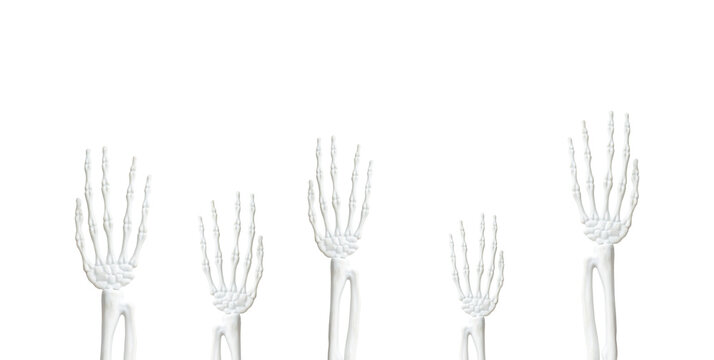 Halloween skull hands with a transparent background PNG